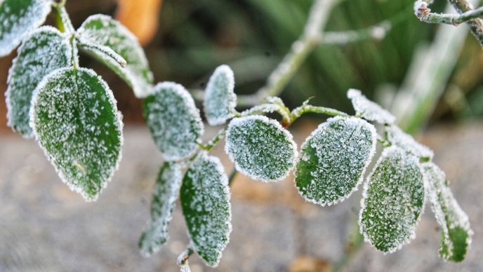 果然视频｜下雪了？一夜之间济南绿化带全白了！
