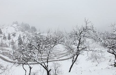 降雪预报！德州、济南、泰安、潍坊、淄博、滨州等市有雪！