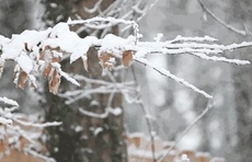 雪到了！聊城、德州、滨州、济南、淄博、潍坊、泰安今夜均可见雪