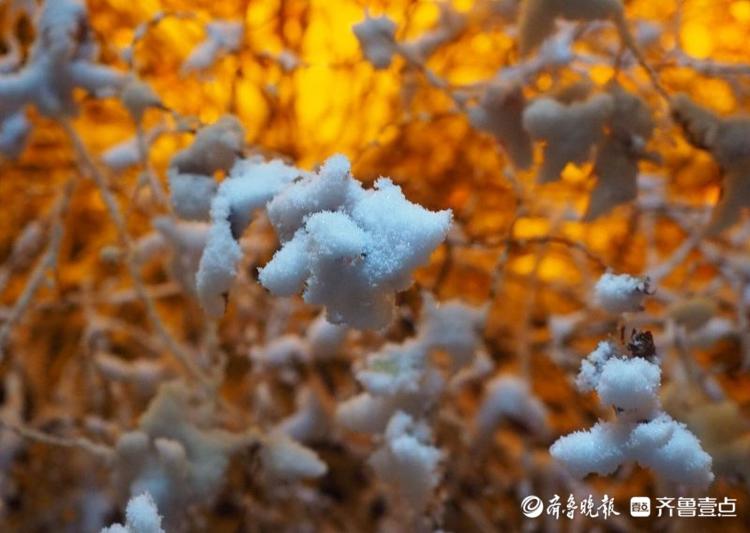 济南市区今冬首雪，晶莹剔透十分入镜