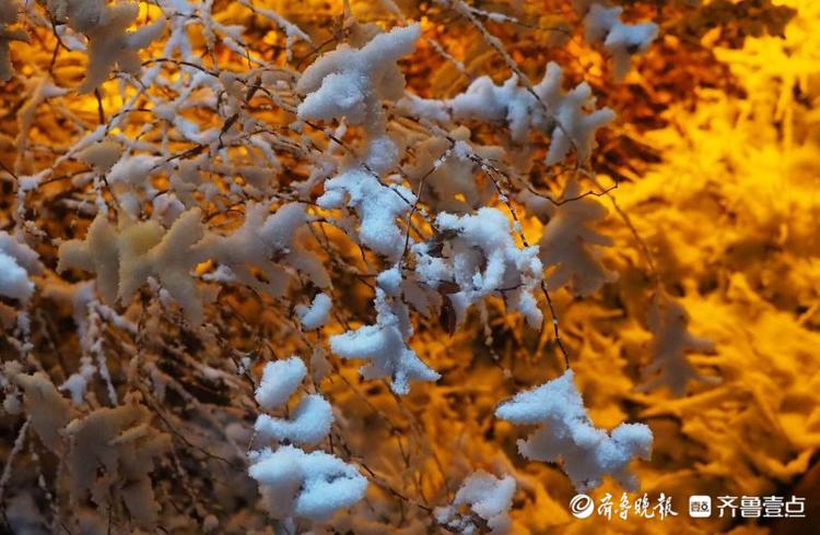 济南市区今冬首雪，晶莹剔透十分入镜