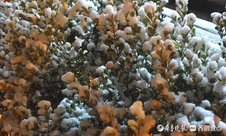 济南市区今冬首雪，晶莹剔透十分入镜