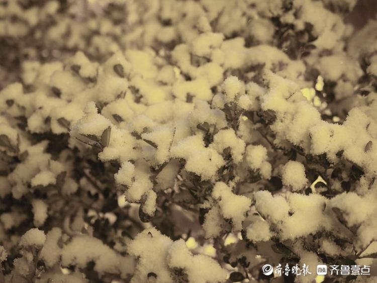 济南市区今冬首雪，晶莹剔透十分入镜