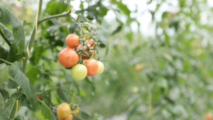 果然视频·高质量发展看山东丨东篱田园综合体打造六区两带一中心