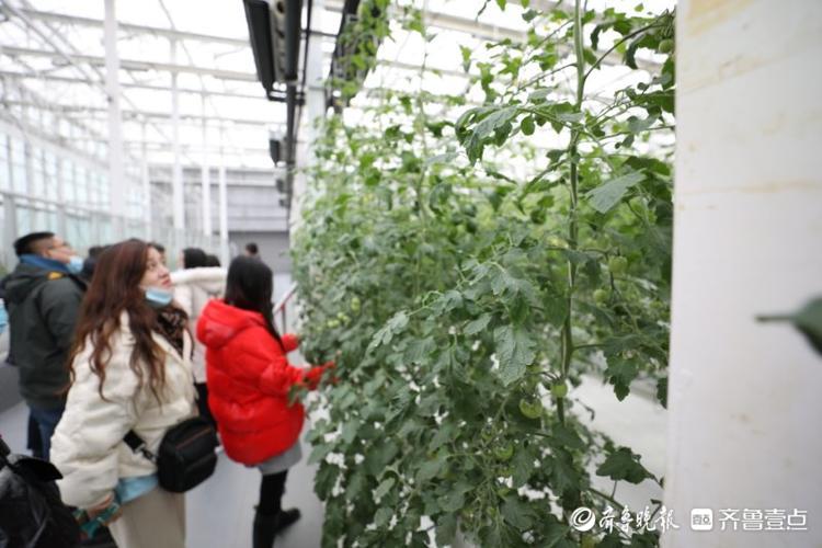 高质量发展看山东|走进全国蔬菜质量标准中心