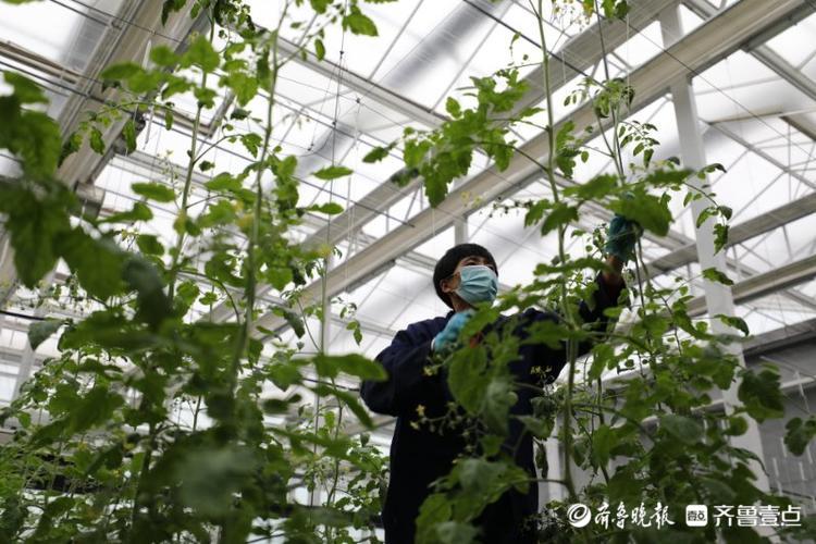 高质量发展看山东|走进全国蔬菜质量标准中心