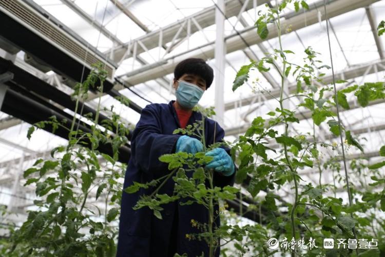 高质量发展看山东|走进全国蔬菜质量标准中心