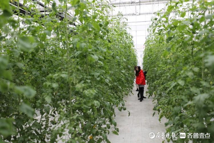 高质量发展看山东|走进全国蔬菜质量标准中心