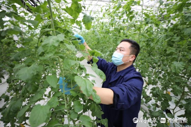 高质量发展看山东|走进全国蔬菜质量标准中心