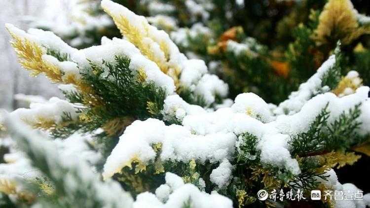 濟南東郊植物園雪后絕美，市區不見雪都在郊區下了！