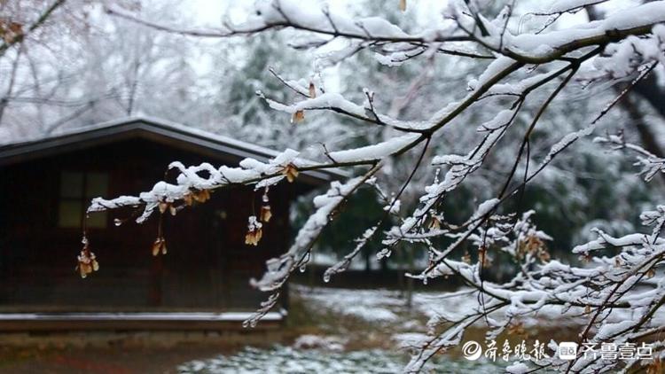 濟南東郊植物園雪后絕美，市區不見雪都在郊區下了！