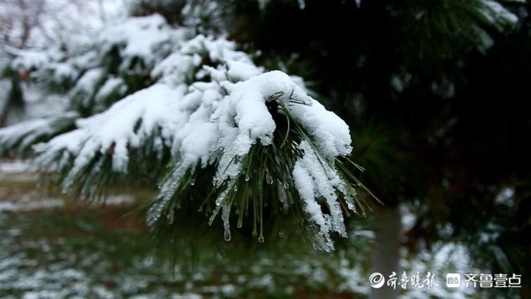 濟南東郊植物園雪后絕美，市區不見雪都在郊區下了！