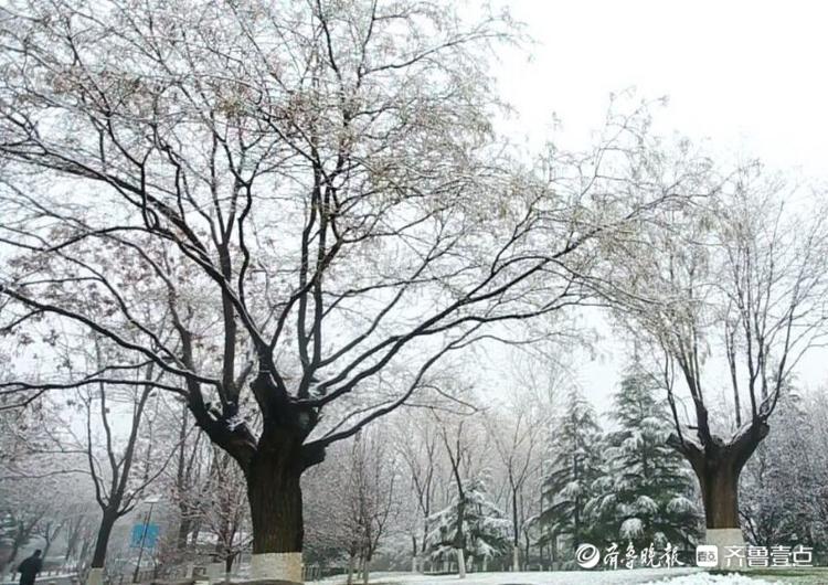 濟南東郊植物園雪后絕美，市區不見雪都在郊區下了！