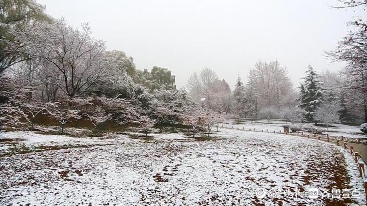 濟南東郊植物園雪后絕美，市區不見雪都在郊區下了！