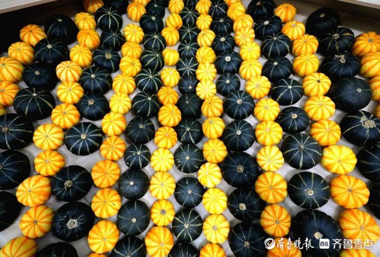 高质量发展看山东|在这个小镇，看“真•萝卜开会”