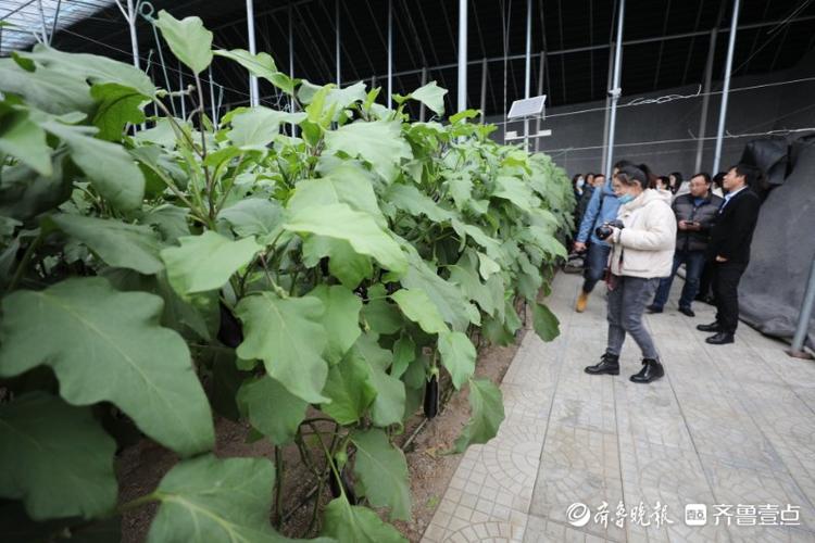 高质量发展看山东|在这个小镇，看“真•萝卜开会”