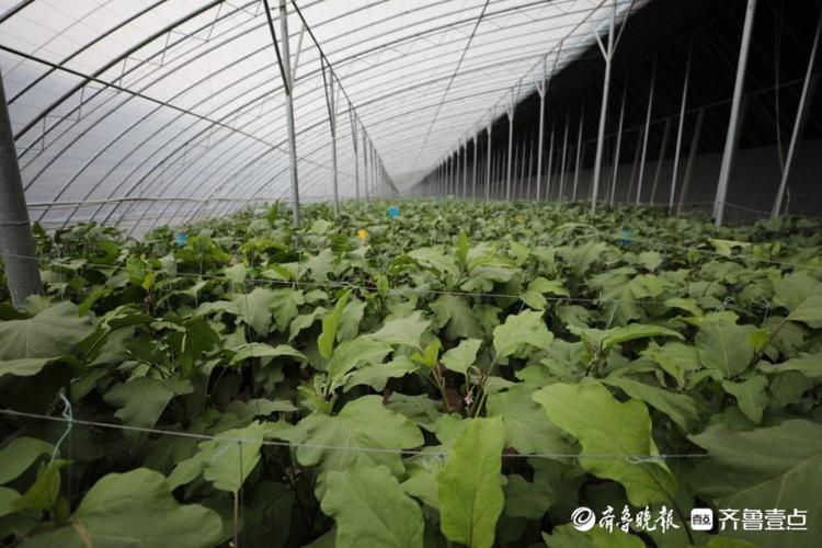 高质量发展看山东|在这个小镇，看“真•萝卜开会”