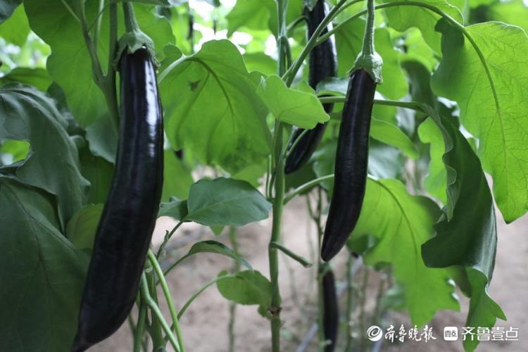 高质量发展看山东|在这个小镇，看“真•萝卜开会”