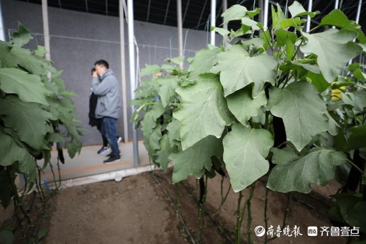 高质量发展看山东|在这个小镇，看“真•萝卜开会”