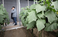 高质量发展看山东｜走进现代农业高新技术试验示范基地