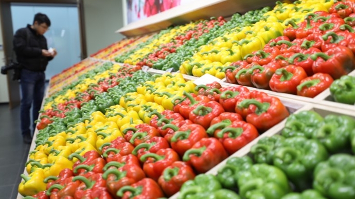 高质量发展看山东｜小番茄成摇钱树，走进中国（寿光）蔬菜小镇