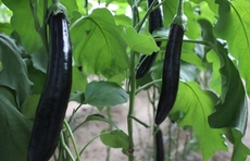 高质量发展看山东|潍坊农业：大棚里的“高科技”