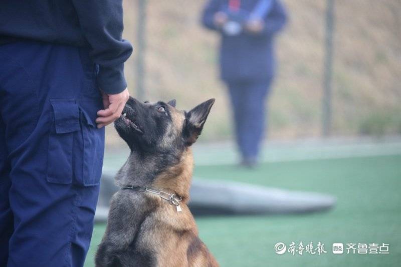 神犬出击全国搜救犬齐聚济南比武各显神通