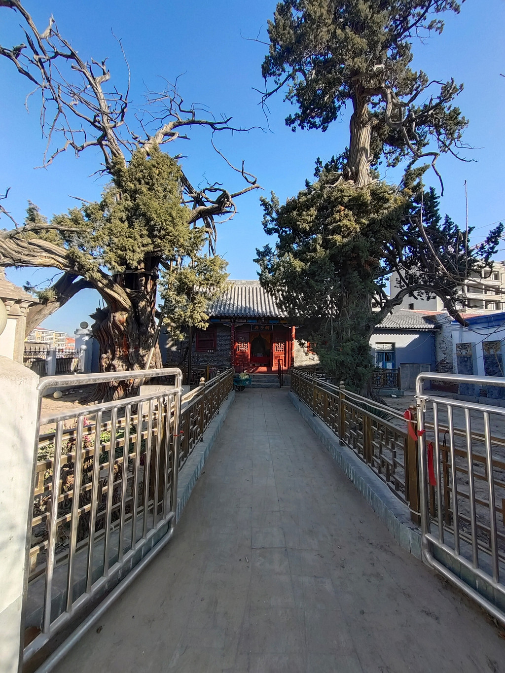 冉子故里:嘉祥冉子祠,大柏树