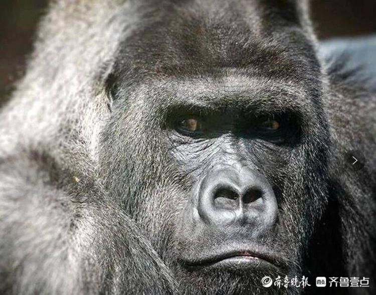 陪伴济南市民24年的大猩猩威利去世年龄445岁