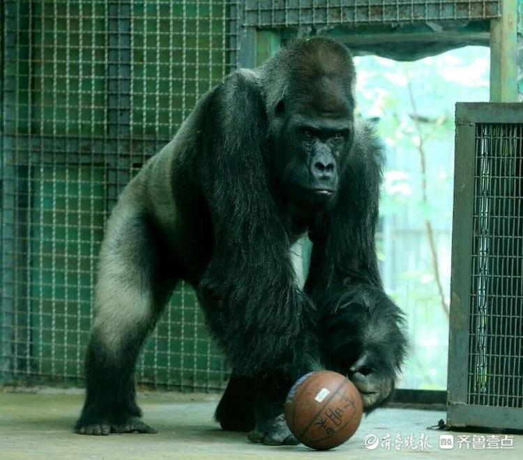 陪伴济南市民24年的大猩猩威利去世年龄445岁
