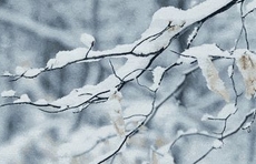 注意了！强冷空气来袭，济南、淄博等8市有大到暴雪！