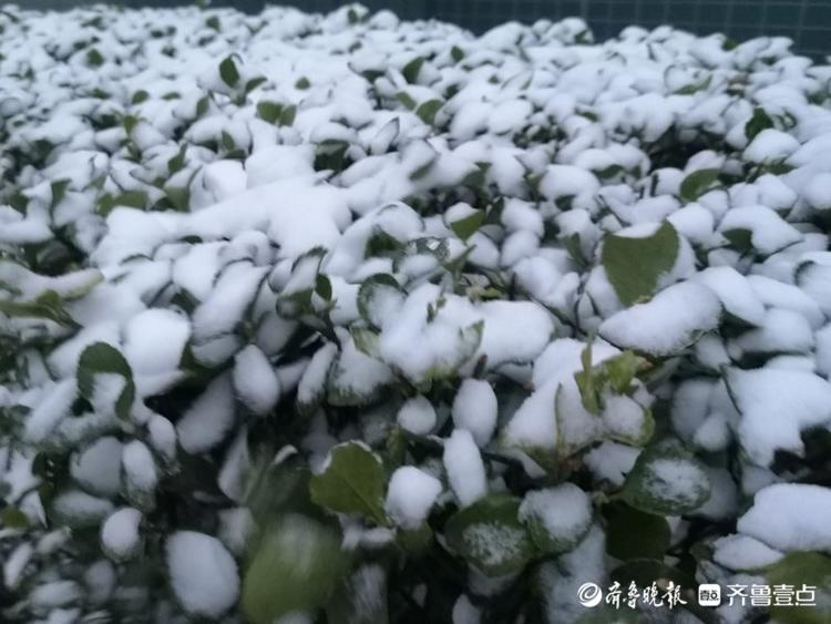济南一夜变白美丽冻人！居民物业忙扫雪