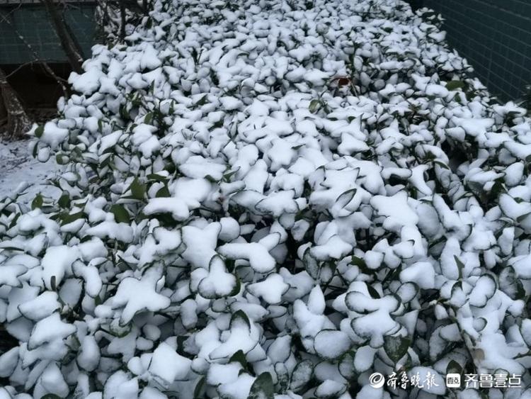 济南一夜变白美丽冻人！居民物业忙扫雪