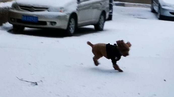 果然视频|济南五六级大风卷起阵阵雪雾，宠物狗见了雪地直接撒欢