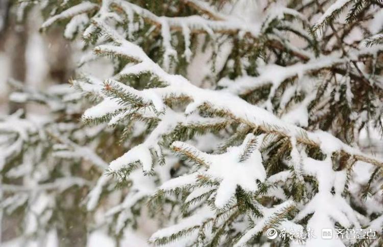 济南雪后南山变仙境，九如山景色梦幻
