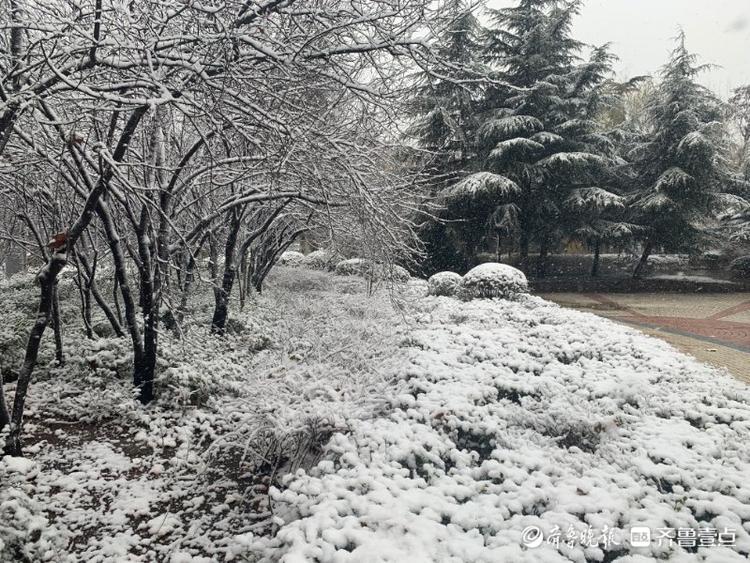 枣庄大雪“送来”冬日美景，市中这处小花园宛如雾凇仙境
