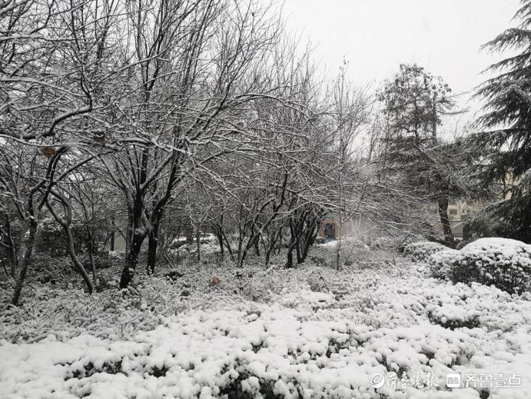 枣庄大雪“送来”冬日美景，市中这处小花园宛如雾凇仙境