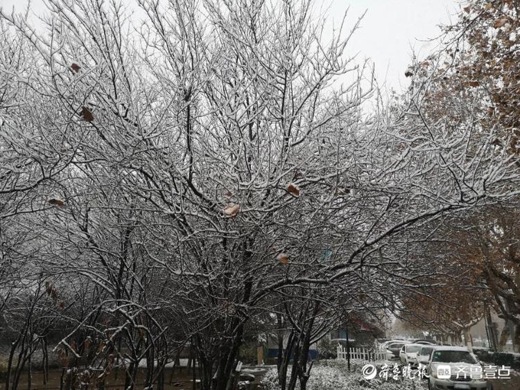 枣庄大雪“送来”冬日美景，市中这处小花园宛如雾凇仙境