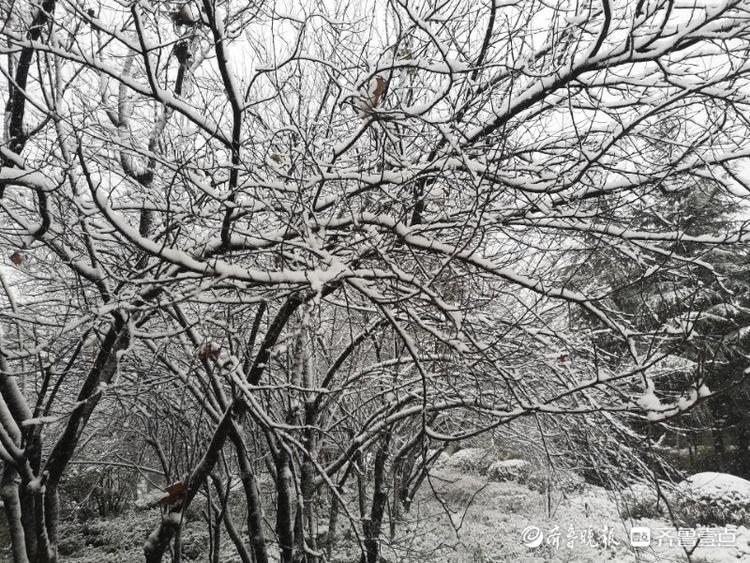 枣庄大雪“送来”冬日美景，市中这处小花园宛如雾凇仙境