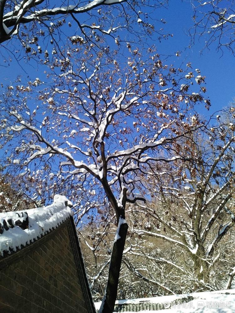 瑞雪落崧崖，崮顶美如画，来枣庄邂逅浪漫抱犊崮雪景