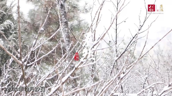 果然视频|枣庄这场暴雪到底下了多少，听听气象专家怎么说
