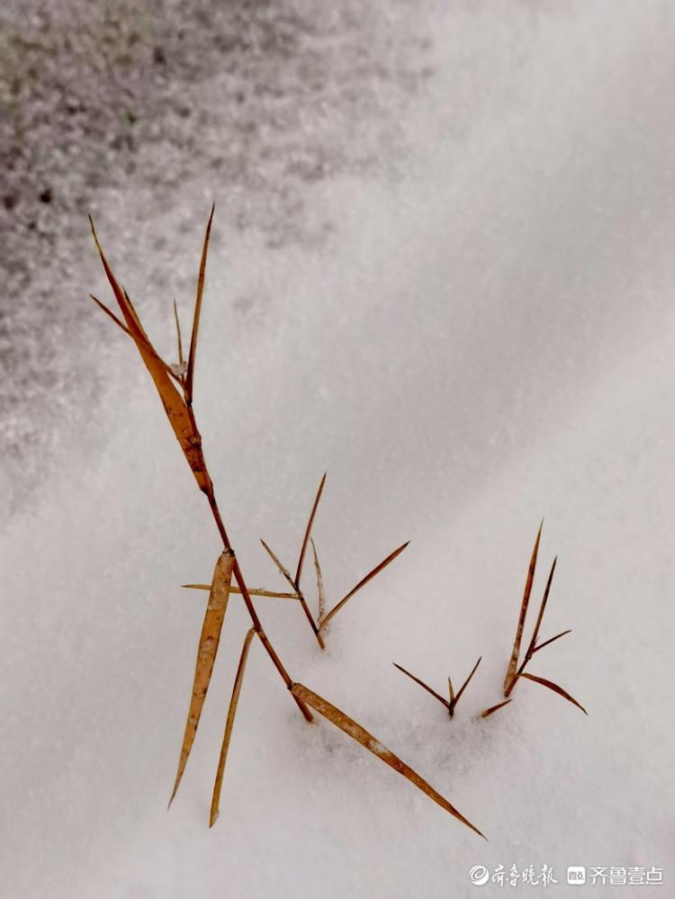 大雪过后，小区美如画