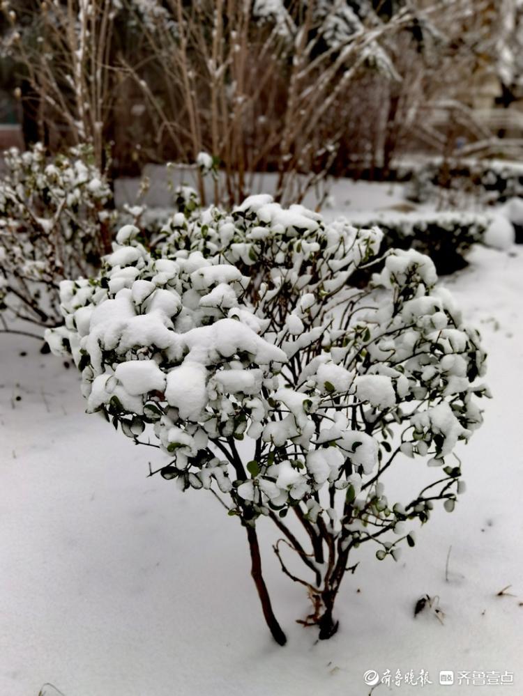 大雪过后，小区美如画