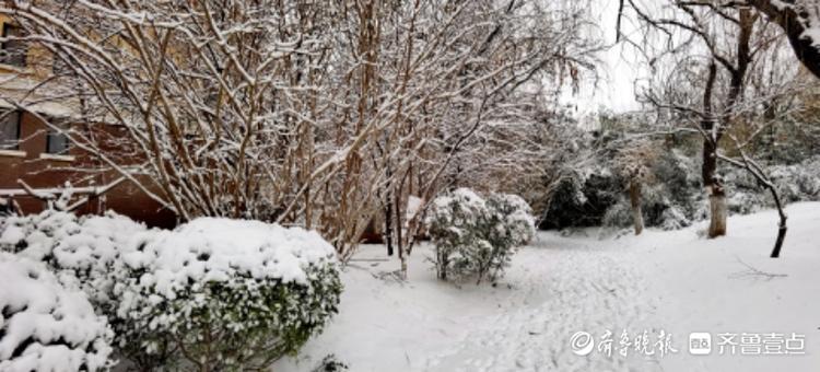 大雪过后，小区美如画