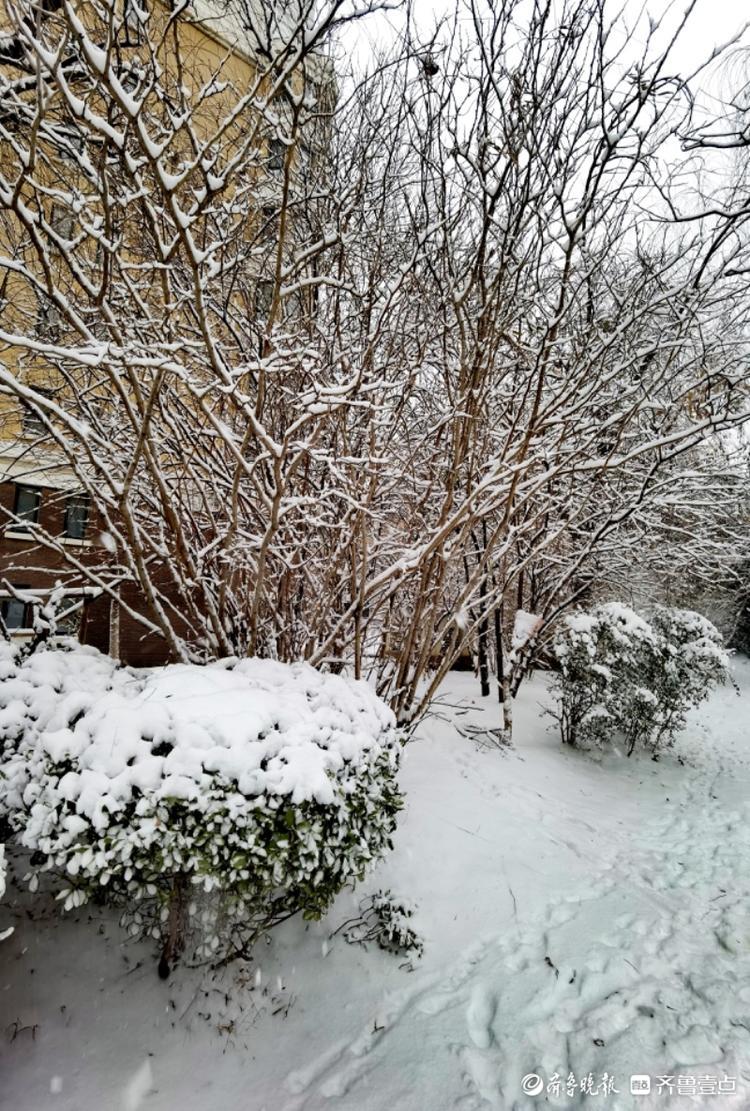 大雪过后，小区美如画