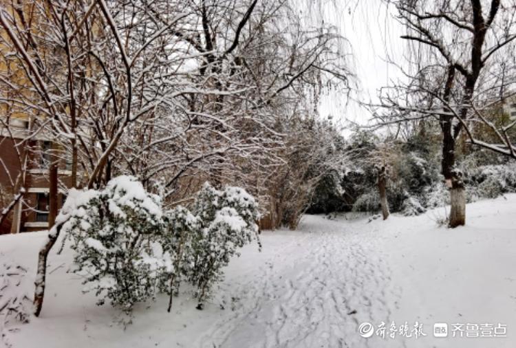 大雪过后，小区美如画
