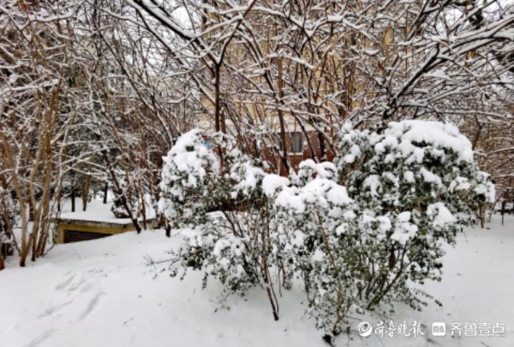 大雪过后，小区美如画