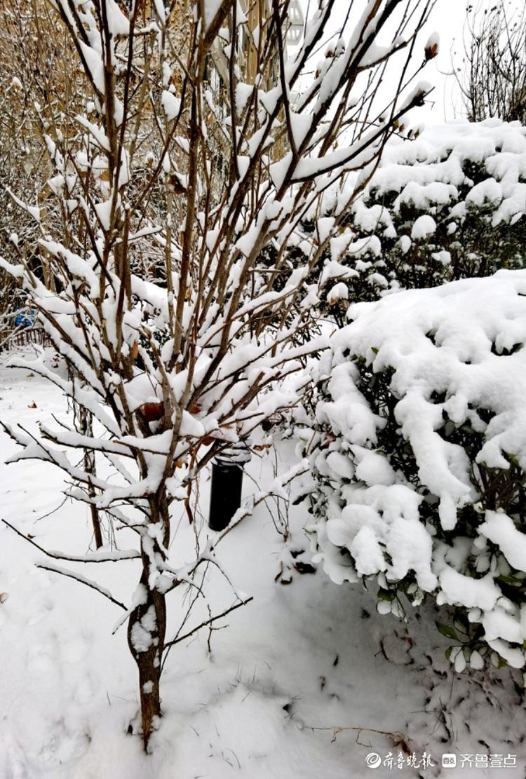 大雪过后，小区美如画