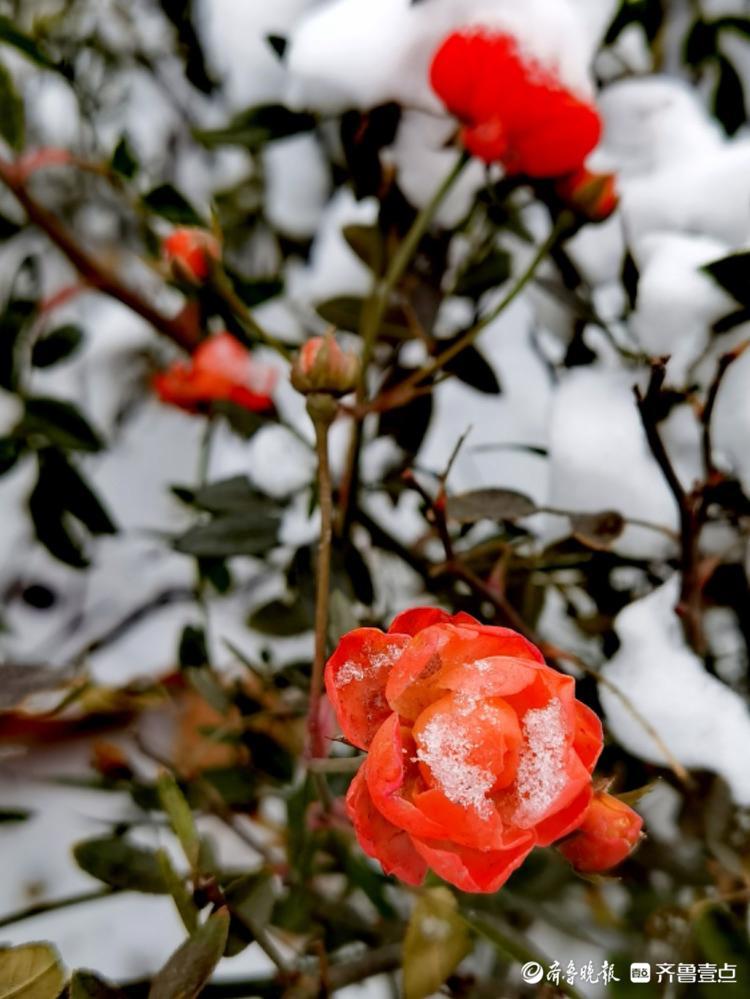 雪中的蔷薇木香，红艳艳的挺漂亮