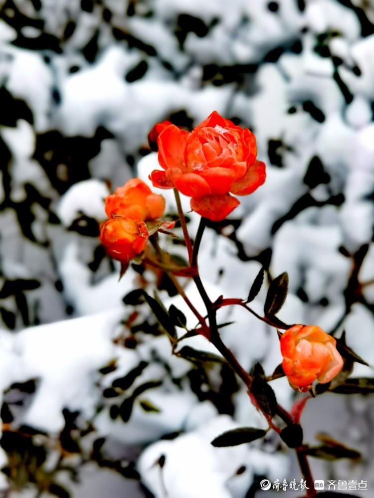 雪中的蔷薇木香，红艳艳的挺漂亮